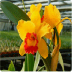 Yangran(Western Orchid)