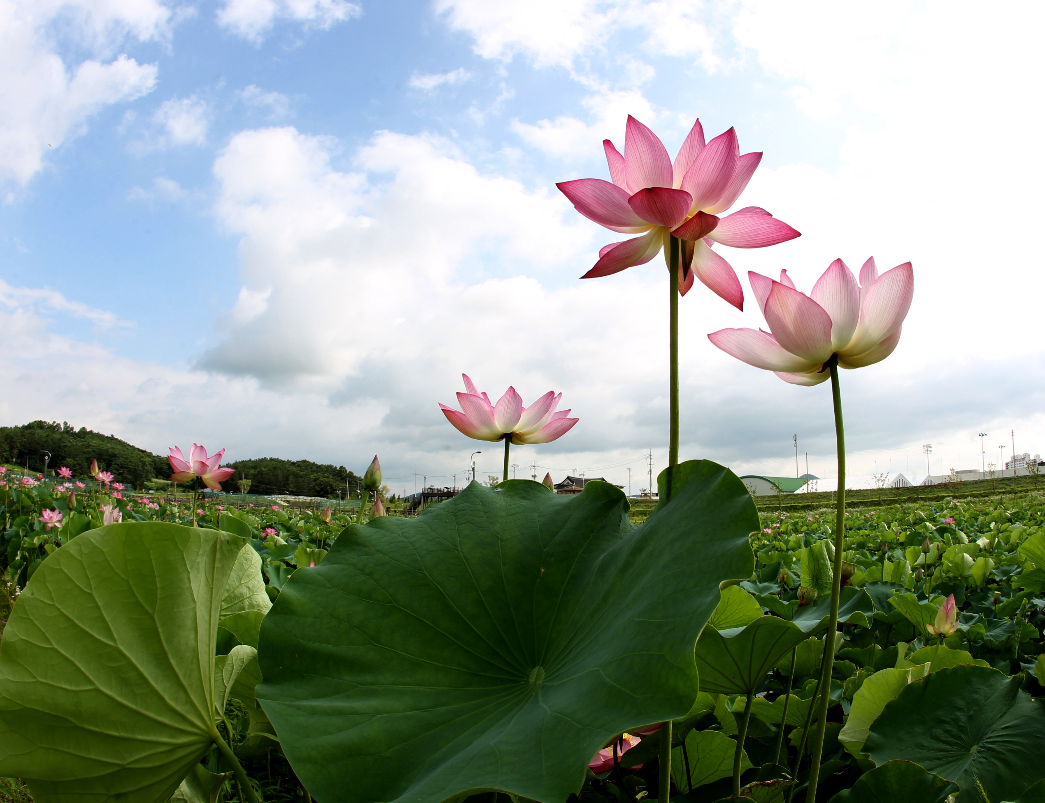 Haman Lotus Theme Park file Image