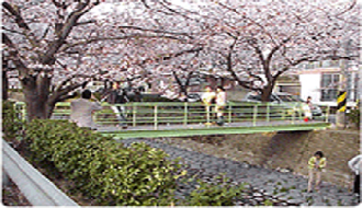 Cherry Blossom Road file Image
