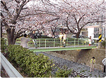 桜の道 file Image