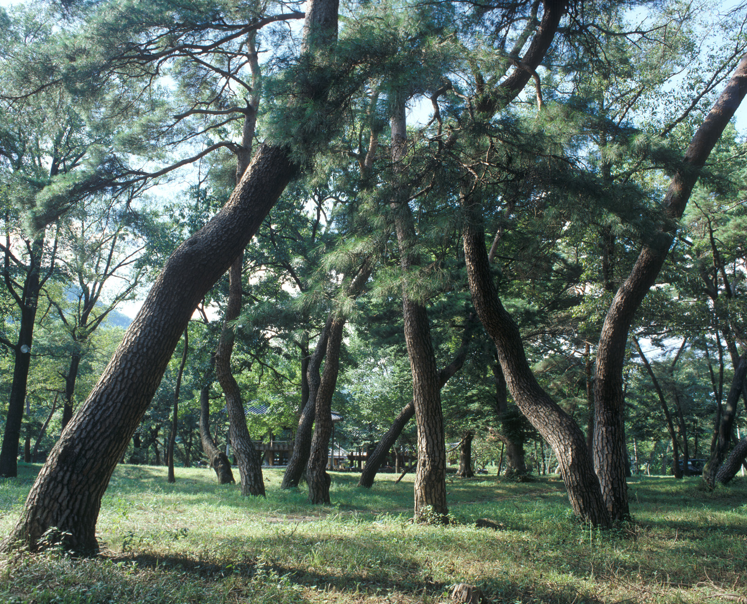 1.갈계숲(제출).jpg