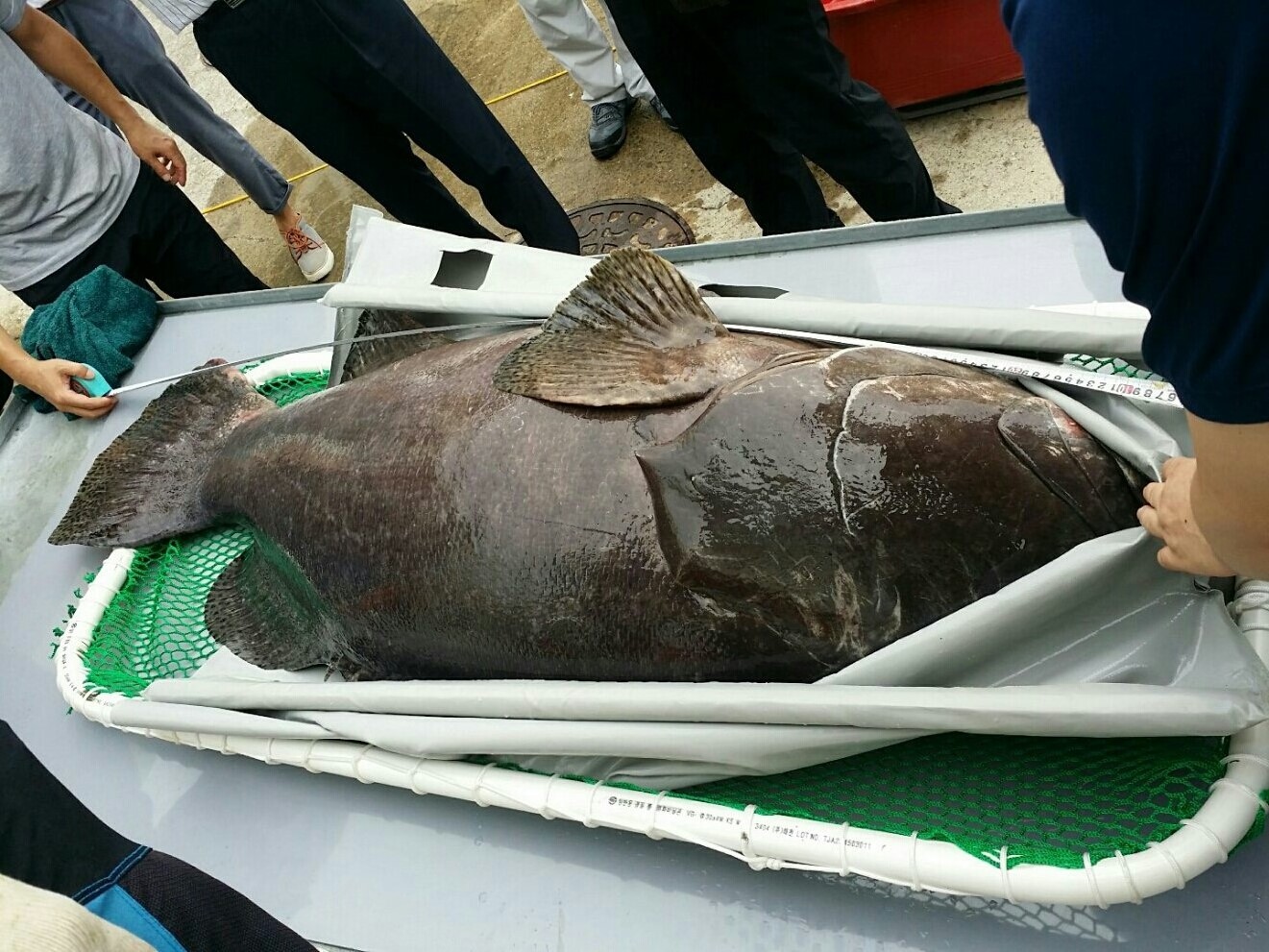 대왕바리(130kg).jpg