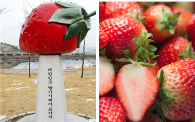 딸기시배지표지석(보도자료사진).png