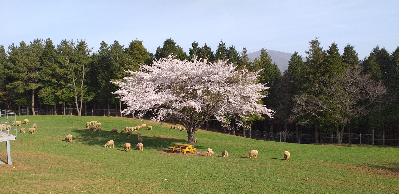 (남해상상양떼편백숲)초지위양떼와만개한벚꽃나무.jpg