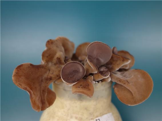 목이버섯병재배생육모습2.jpg