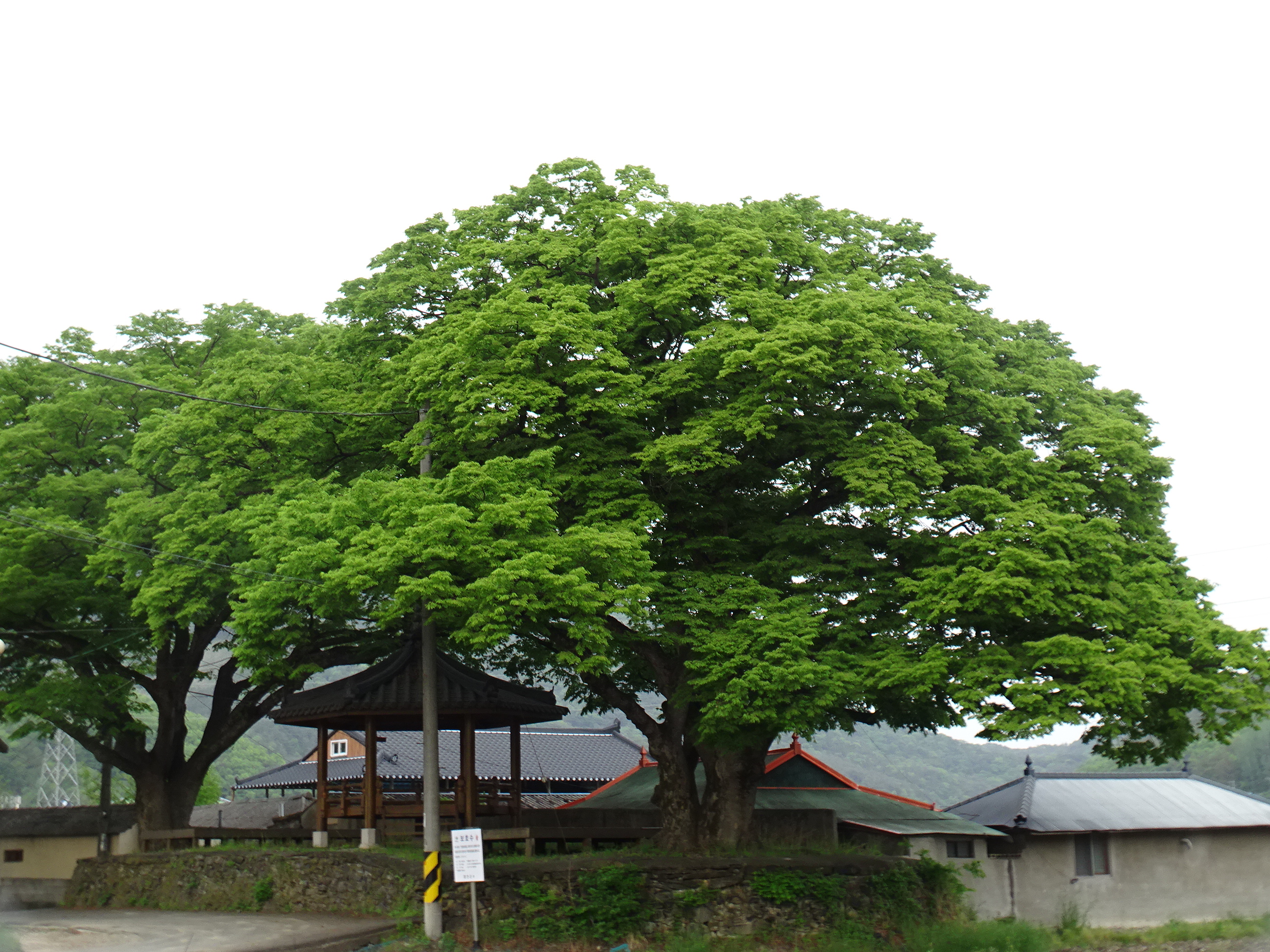 함안군느티나무.JPG