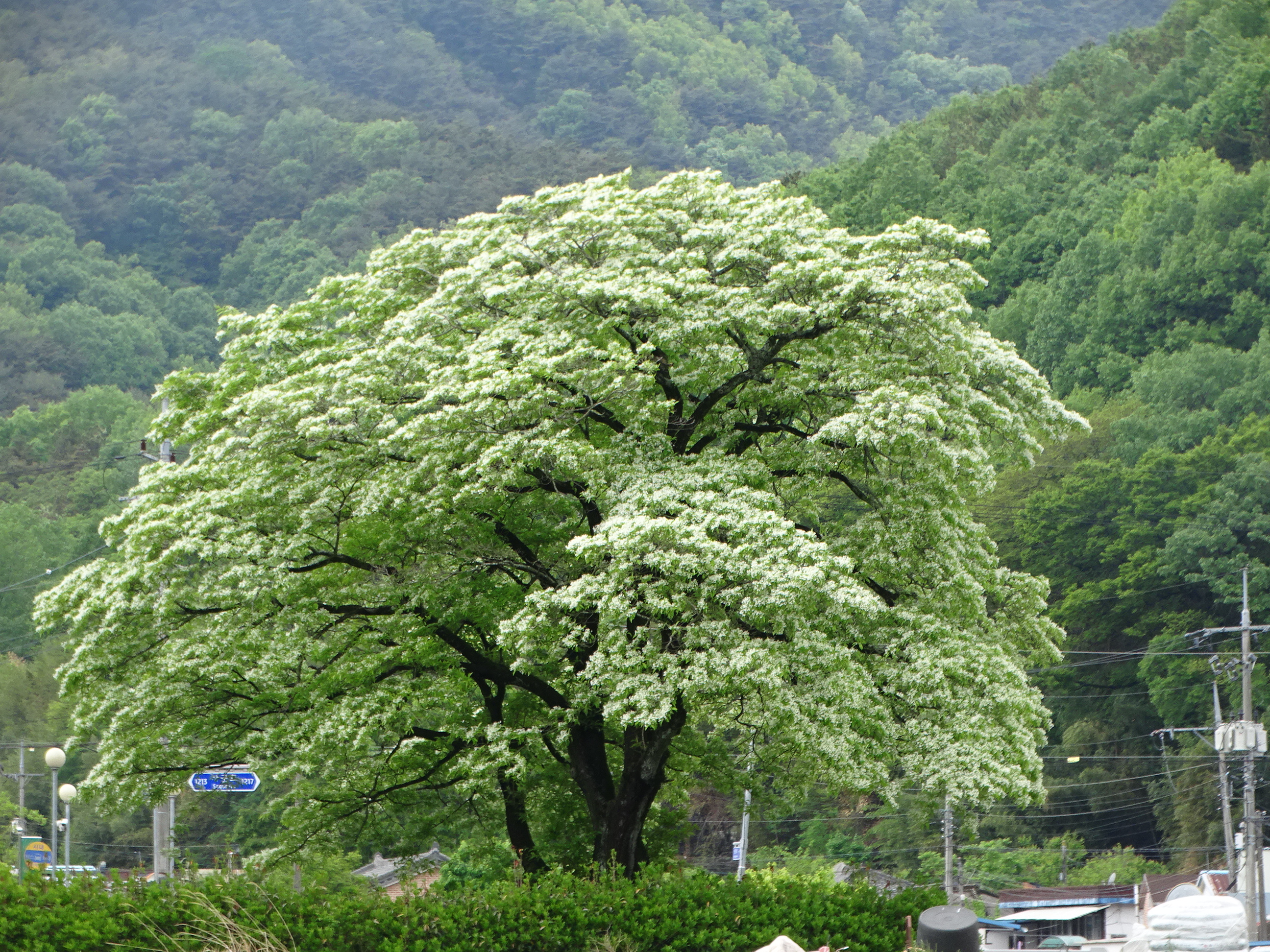 함안군이팝나무.JPG