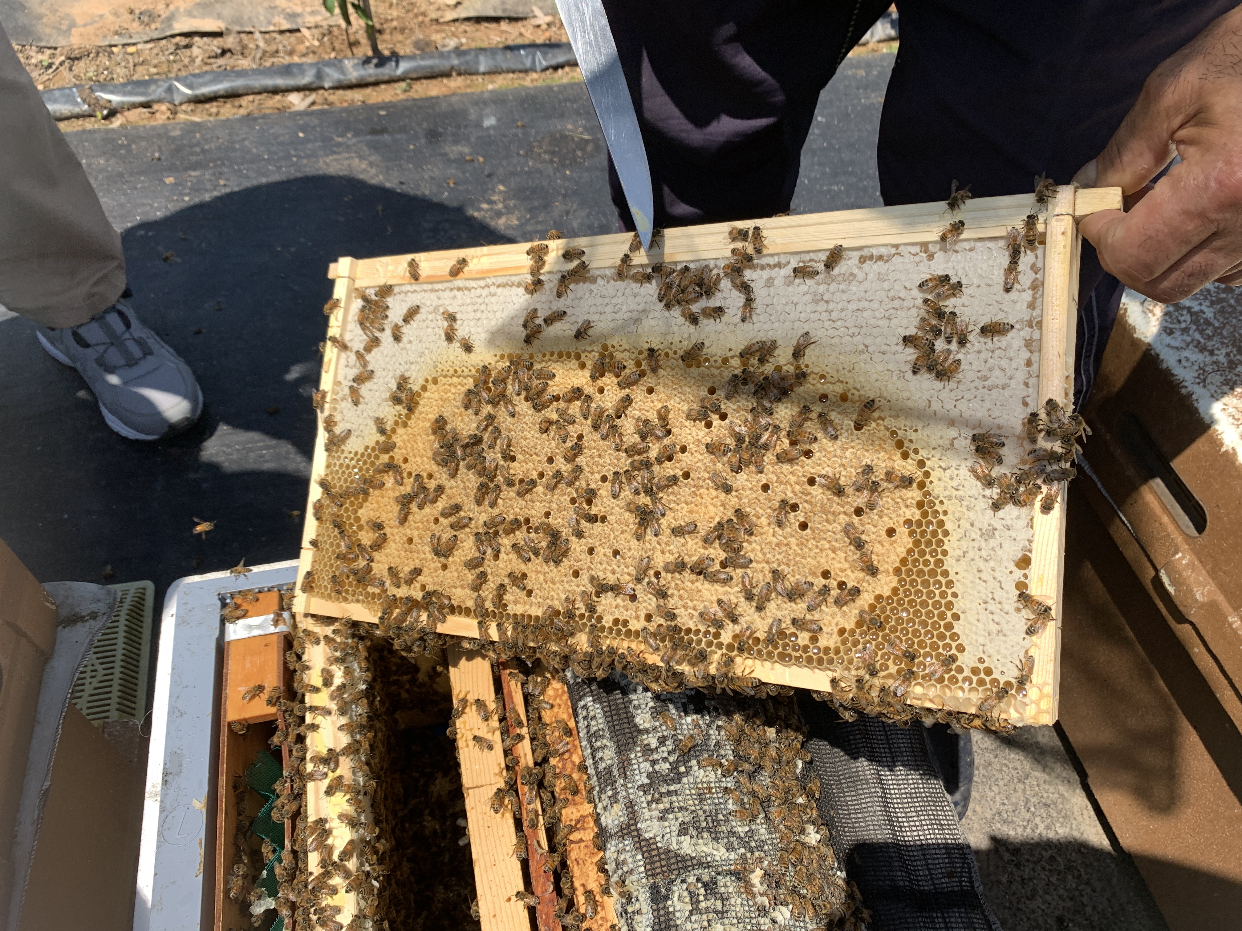 꿀벌생육현황.JPG