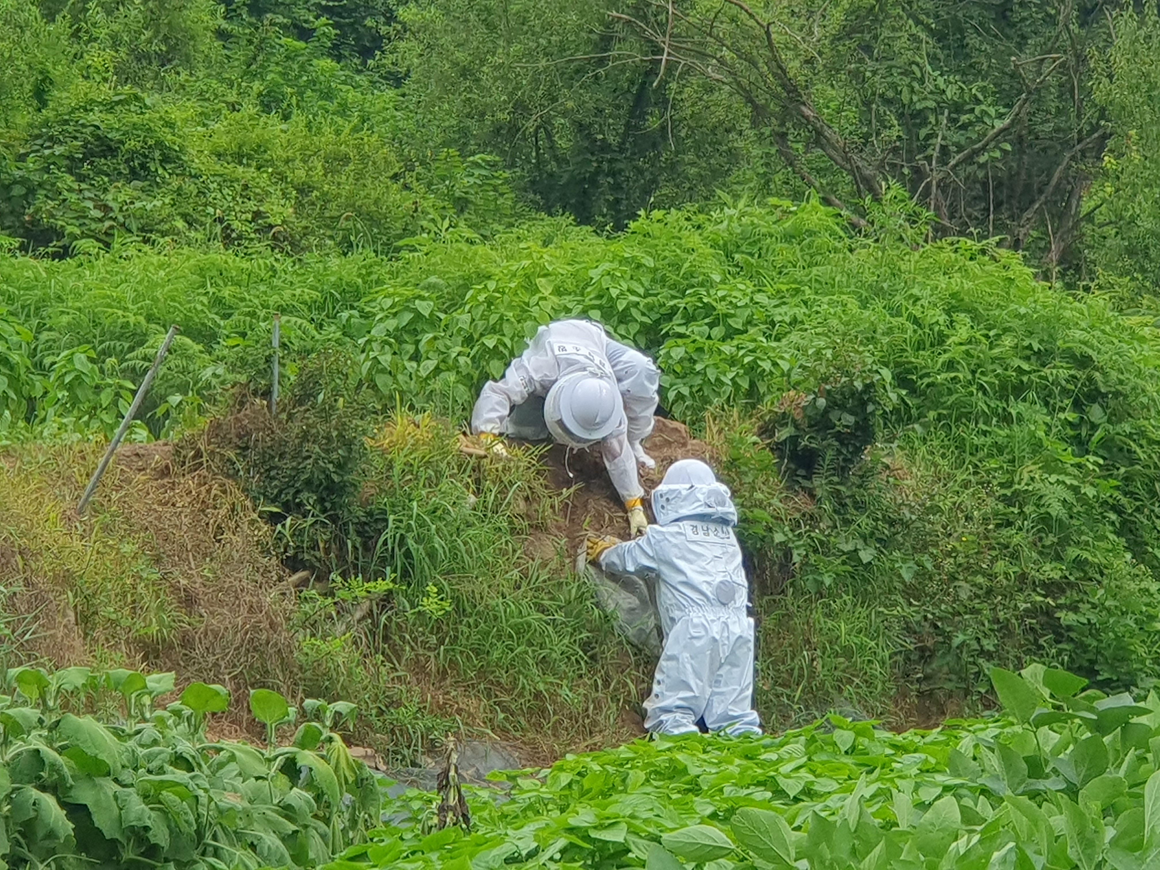 의령군벌집제거.jpg