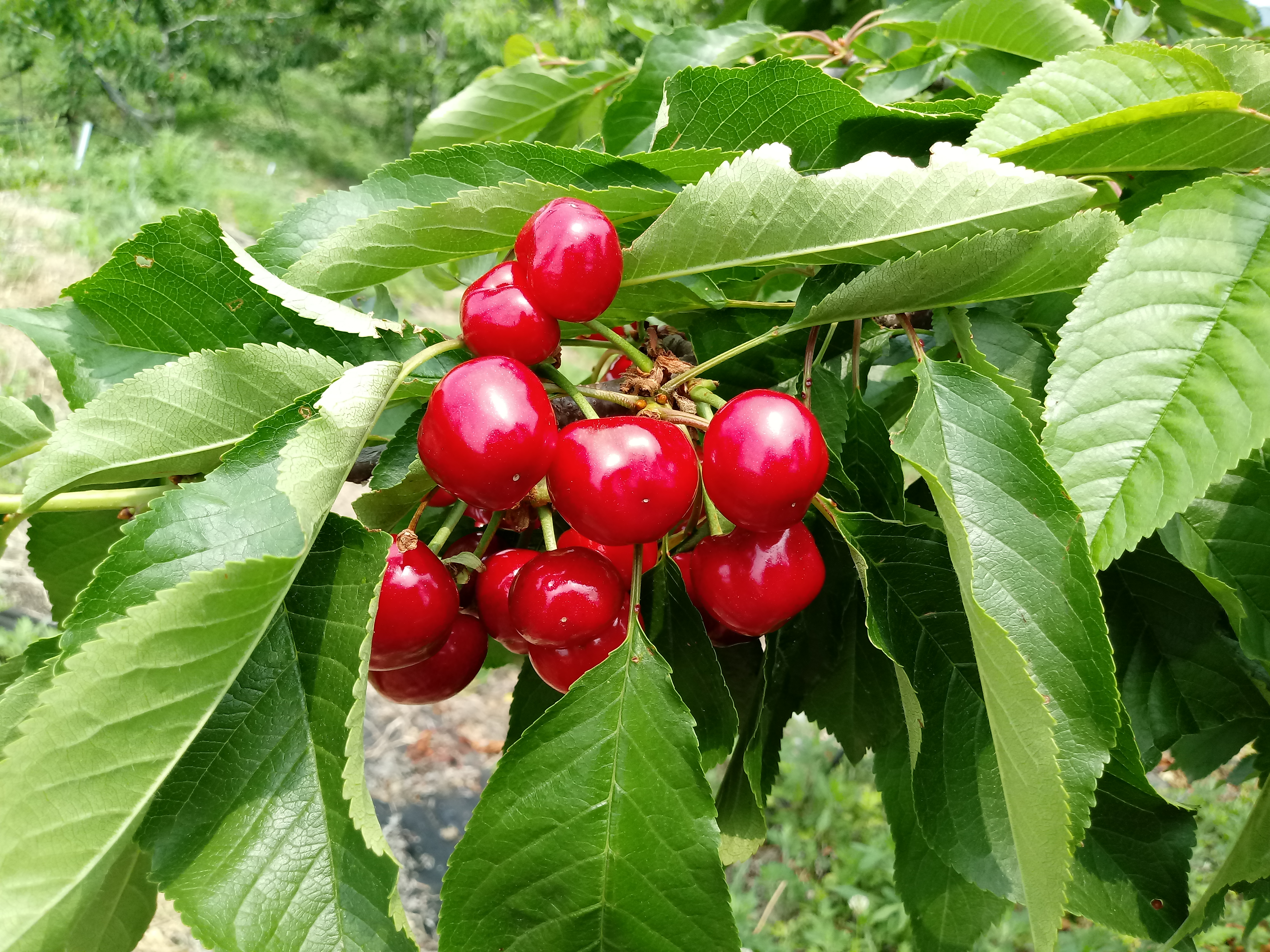 7.12.(수) 체리 품질향상, 여름철 관리 중요해요 (2).jpg