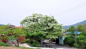 신천리 이팝나무