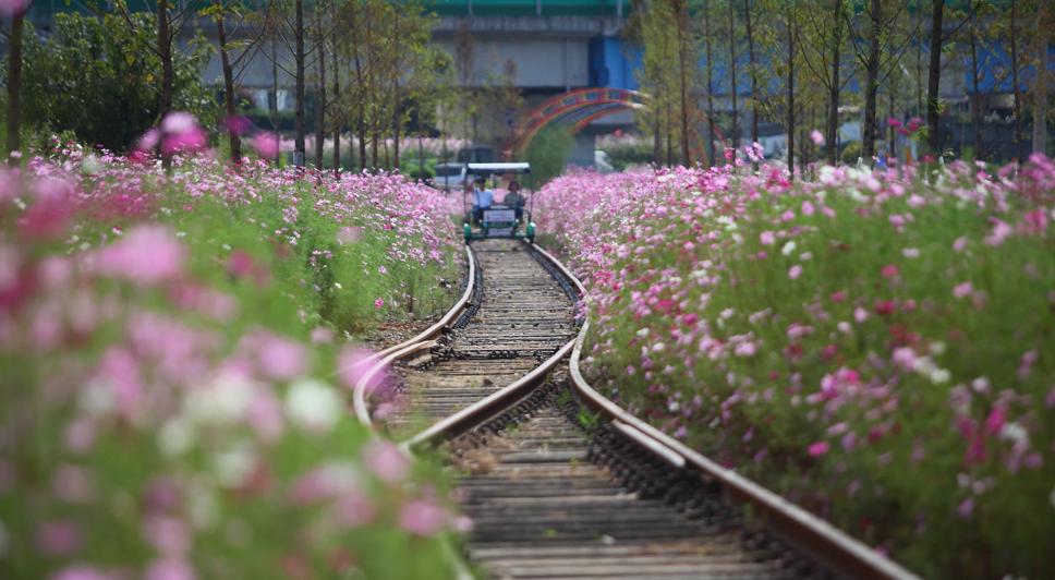 하동북천코스모스·메밀꽃 축제의 파일 이미지1